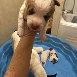 K Boy 1 - Brown and white male Jack Russell Terrier puppy in Maysville, Oklahoma from MO’s Jack Russells