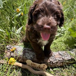 Australian Labradoodle Puppies from Mount Harmony Labradoodles