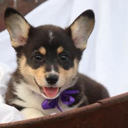 Boy 2 Purple Ribbon - Black and tan male Pembroke Welsh Corgi puppy in Ville Platte, Louisiana from Flat town corgis