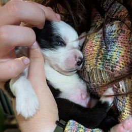 Baby Saja - Black tri male Miniature Australian Shepherd puppy in Interlachen, Florida from Lucky Bones Miniature Australian Shepherds