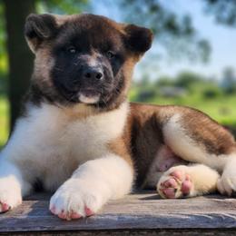 Pilot - Fawn male Akita puppy in Chillicothe, Missouri from TLC Akitas