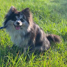 Sorbet - Pomeranian
