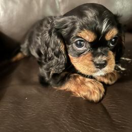Miles - Black and tan male Cavalier King Charles Spaniel puppy in Burke, New York from Patti’s Puppies