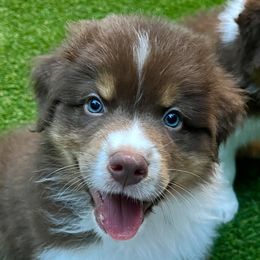 Boy 2 - Red Australian Shepherd puppy in Wheaton, Illinois from Patsy Heaven
