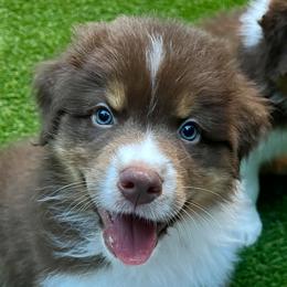 Boy 2 - Red Australian Shepherd puppy in Wheaton, Illinois from Patsy Heaven