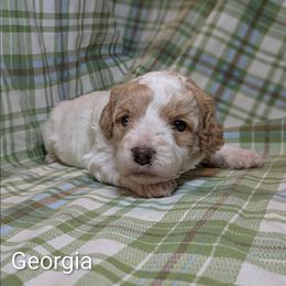 Georgia - Red and white female Cockapoo puppy in Sunset, Louisiana from Cano Cockapoos
