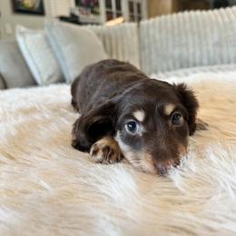 Steve - Black and cream male Dachshund puppy in Price, Utah from Stone Kennels