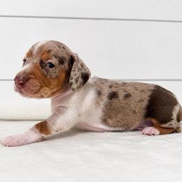 Patches - Piebald male Dachshund puppy in Callahan, Florida from Little Foot Kennels