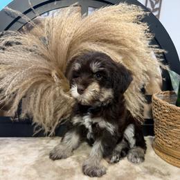 Twilight Sparkle - Liver female Miniature Schnauzer puppy in Menifee, California from Violet’s Meadow
