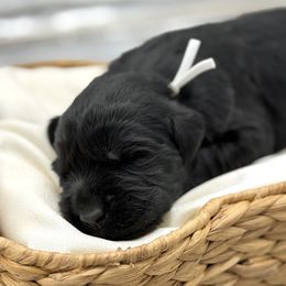 Puddin' - Black female Giant Schnauzer puppy in Collinsville, Mississippi from Hillside Kennels