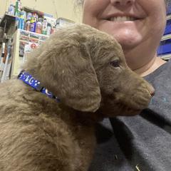 Boy 3 - Chesapeake Bay Retriever puppy in Blue Hill, Nebraska from BlueBelle's Canine Companions
