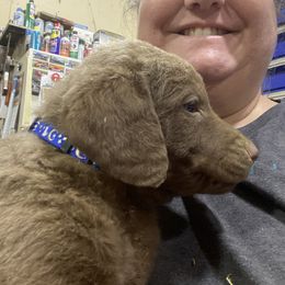 Boy 3 - Chesapeake Bay Retriever puppy in Blue Hill, Nebraska from BlueBelle's Canine Companions