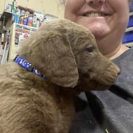 Boy 3 - Chesapeake Bay Retriever puppy in Blue Hill, Nebraska from BlueBelle's Canine Companions