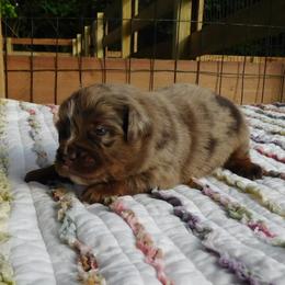 Sunset - Red merle male Toy Australian Shepherd puppy in Okeana, Ohio from Fetching Toy Aussies