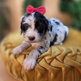 Nell - Merle female Goldendoodle puppy in Decatur, Tennessee from Diamond's Doodles
