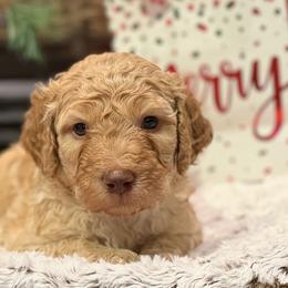Charming - Red male Bernedoodle puppy in Monument, Colorado from Colorado Dreamin Doodles