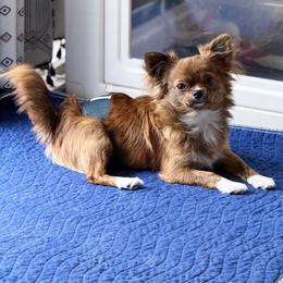 Brody - Chihuahua