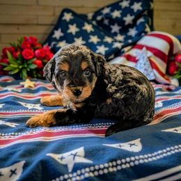 Breezy - Black tri-color female Aussiedoodle puppy in Sparta, Missouri from Sis' Doodles & Poodles