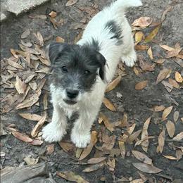 Blue collar - Black and white male Parson Russell Terrier puppy in Branford, Florida from Loyalville