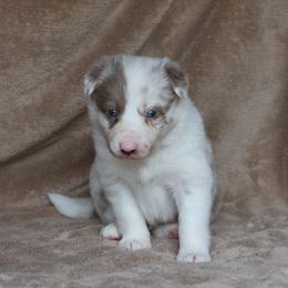 Kippie - Blue Collar - Lilac merle male Border Collie puppy in Courtland, Alabama from C Bar C Ranch Border Collies