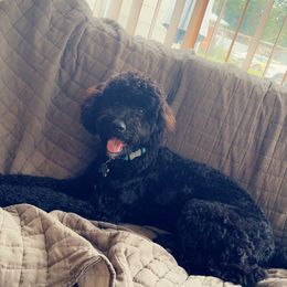 Josie - Bernedoodle