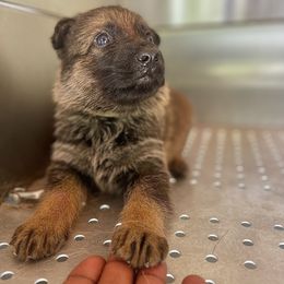 German Shepherd Puppies from Fürstenpalast German Shepherds