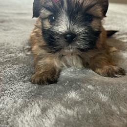 Nila - Tan female Yorkshire Terrier puppy in Jacksonville, Florida from The Yorkie Shack