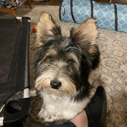 Biewer Terrier Puppies from Southern Star Biewers
