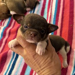 Hershey 4,100 - Chocolate and white male Chihuahua puppy in Summerfield, Florida from Uey’s Chihuahuas