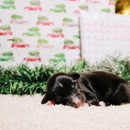 Miniature Australian Shepherd Puppies from Broken T Australian Shepherds