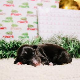 Miniature Australian Shepherd Puppies from Broken T Australian Shepherds