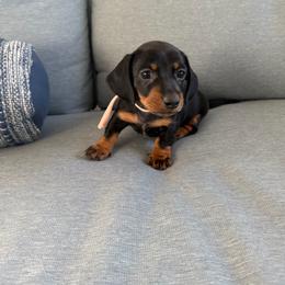 Cora (Light Pink Collar) - Black and tan female Dachshund puppy in Lakeland, Florida from Cynthia’s Royal Dachshunds