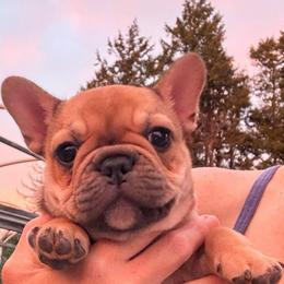 Kabuki - Fawn male French Bulldog puppy in Redway, California from Lost Coast French Bulldogs