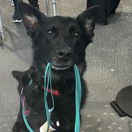 German Shepherds from RHS
