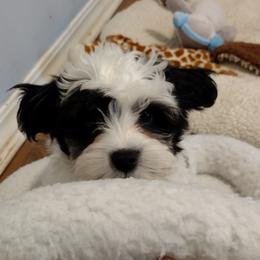 Coton de Tulear Puppies from Coton Country