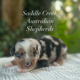 Boy 1 - Blue merle male Australian Shepherd puppy in Mount Sterling, Kentucky from Saddle Creek Australian Shepherds