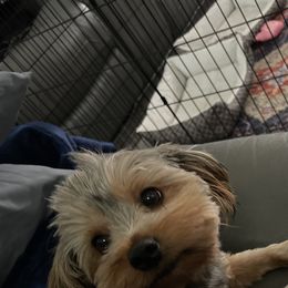 Iris - Yorkshire Terrier