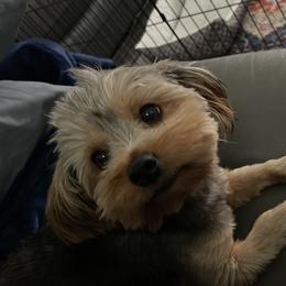 Iris - Yorkshire Terrier