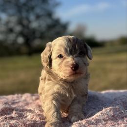 Rooster - Brown merle male Aussiedoodle puppy in Fairmount, Georgia from Muscadine Meadows Farm