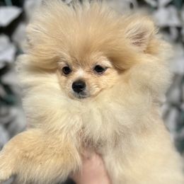 Creama de lu - Pomeranian