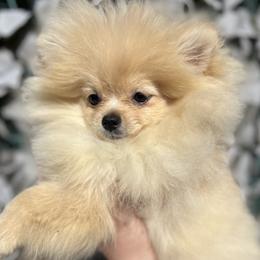Creama de lu - Pomeranian