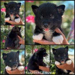 Elvis - Black and white male Pomsky puppy in Riverside, California from LittleLoyalzLLC