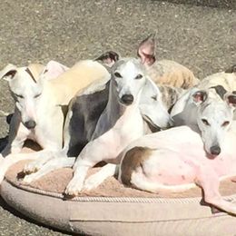 Whippets from LeMax Kennels