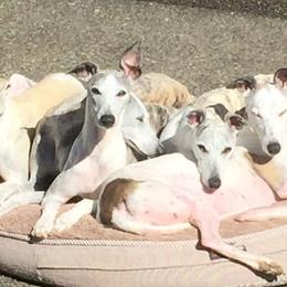 Whippets from LeMax Kennels