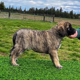 Green collar - Brindle female Anatolian Shepherd Dog puppy in Spokane, Washington from 4D Cattle Dogs