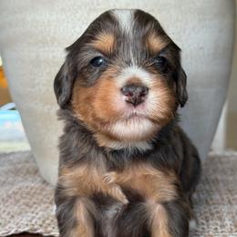 Simon - blue collar - Tri-color male Bernedoodle puppy in Yuciapa, California from AlltheDoodlez_