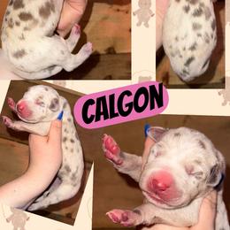 Calgon - Harlequin female Great Dane puppy in Wellsville, New York from Prophecy Danes