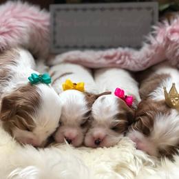 Cavalier King Charles Spaniel Puppies from Jina Ezell
