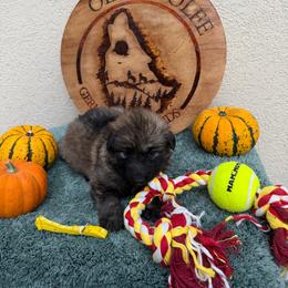 Yellow Collar Male - Sable male German Shepherd puppy in Columbus, Mississippi from Olde Wolfe German Shepherds