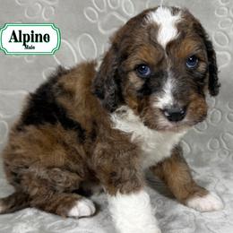 Alpine - Sable male Bernedoodle puppy in Milan, Indiana from Doodles & Spice